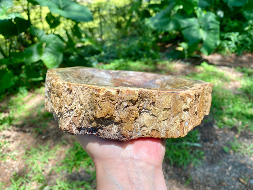 Petrified Wood Bowl: Fossil Stone Crystal Display, Rustic Home Decor
