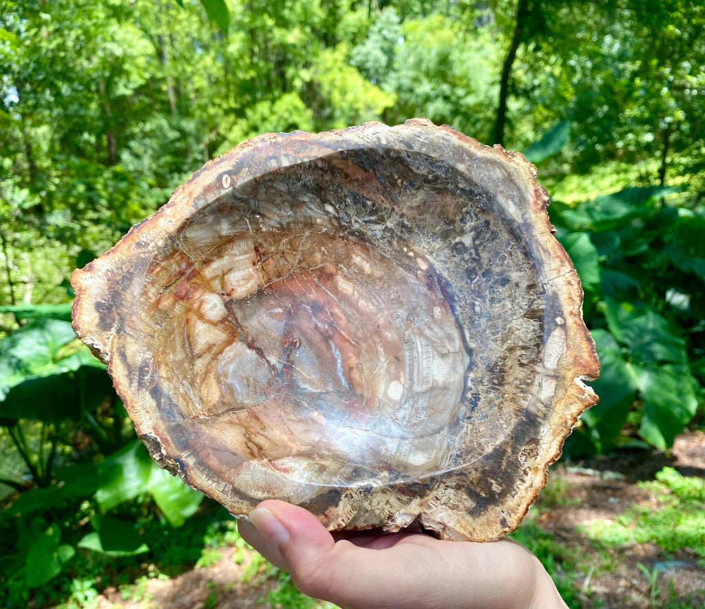 Petrified Wood Bowl: Fossil Stone Crystal Display, Rustic Home Decor