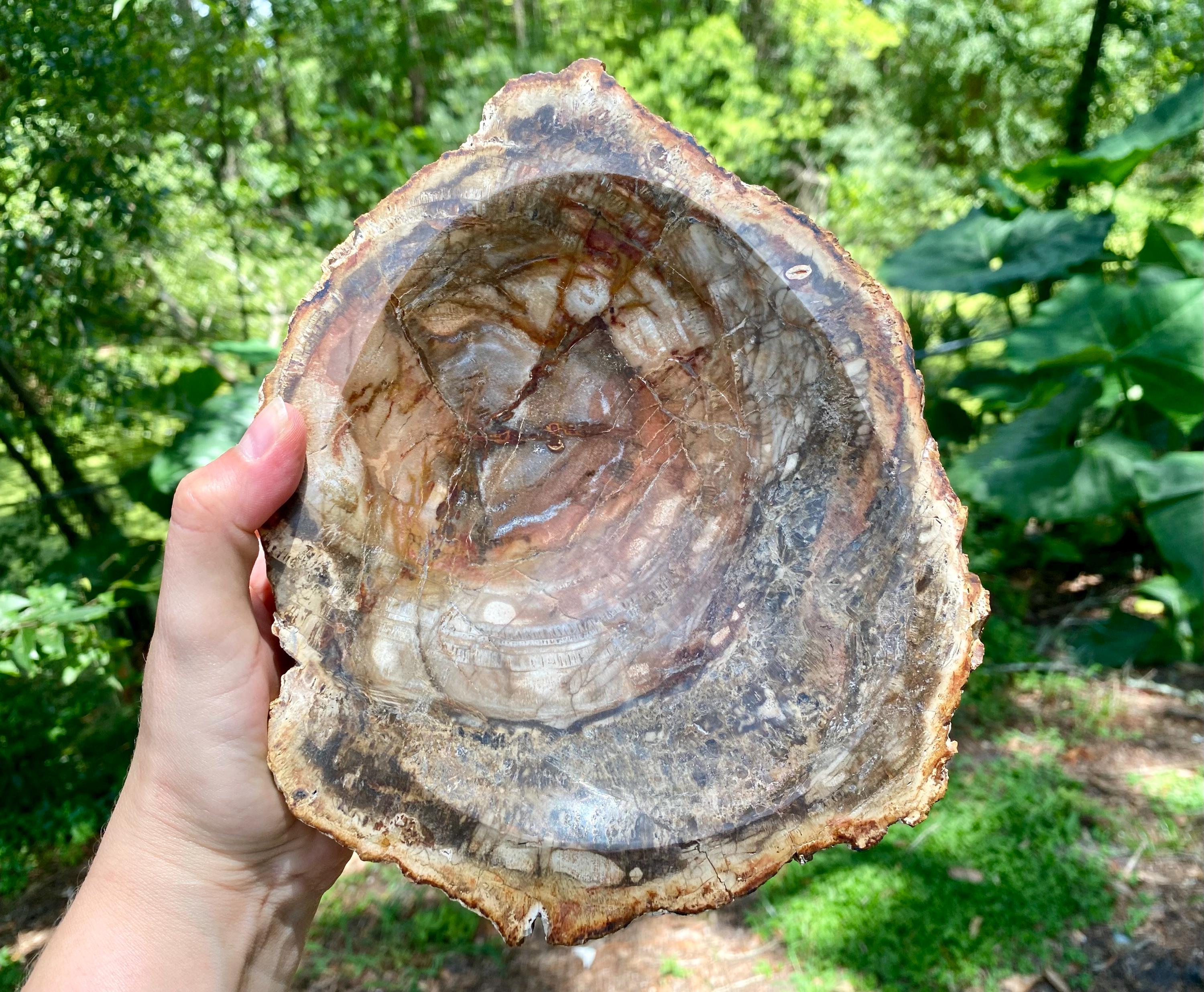 Petrified Wood Bowl: Fossil Stone Crystal Display, Rustic Home Decor