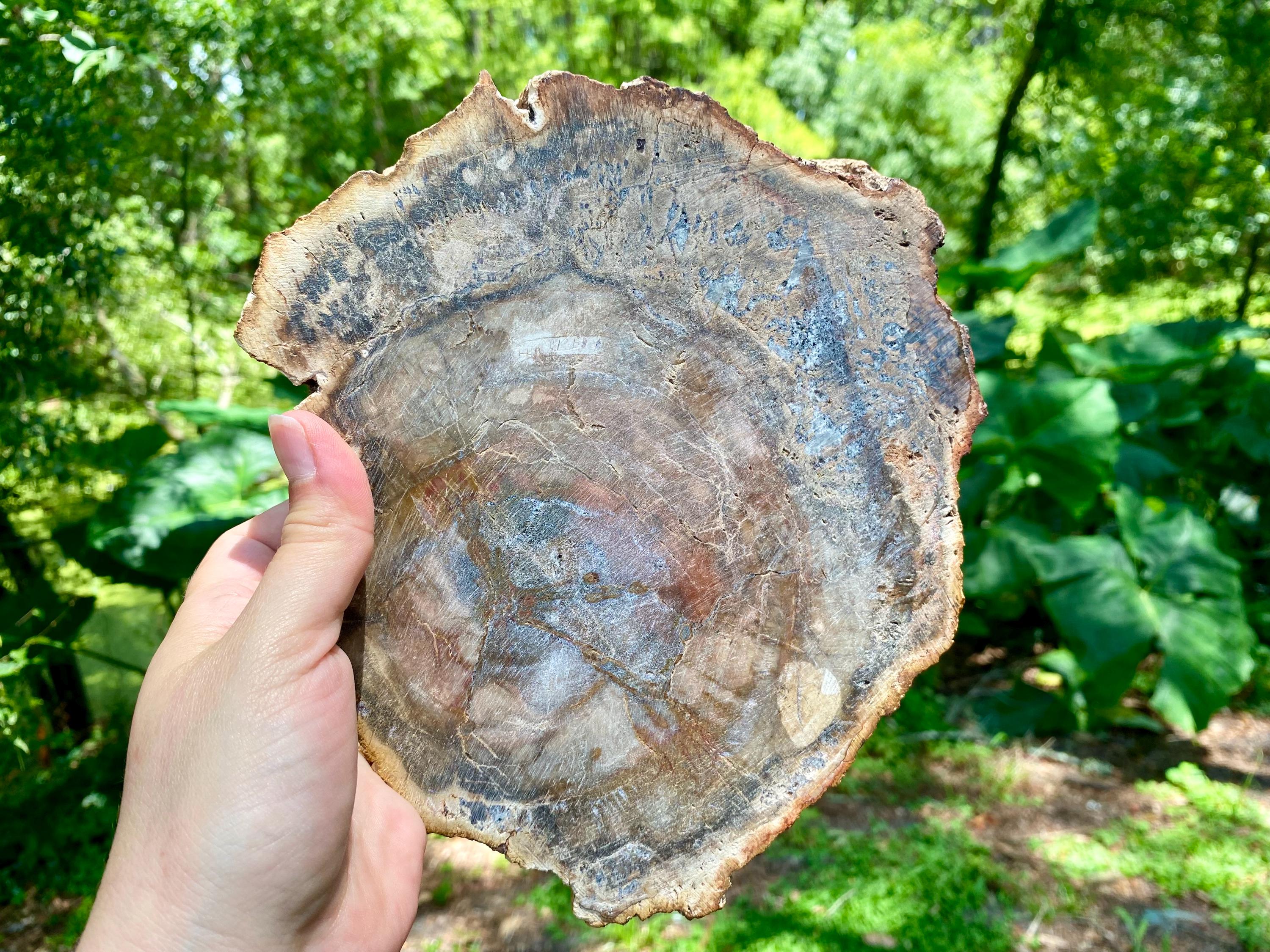 Petrified Wood Bowl: Fossil Stone Crystal Display, Rustic Home Decor