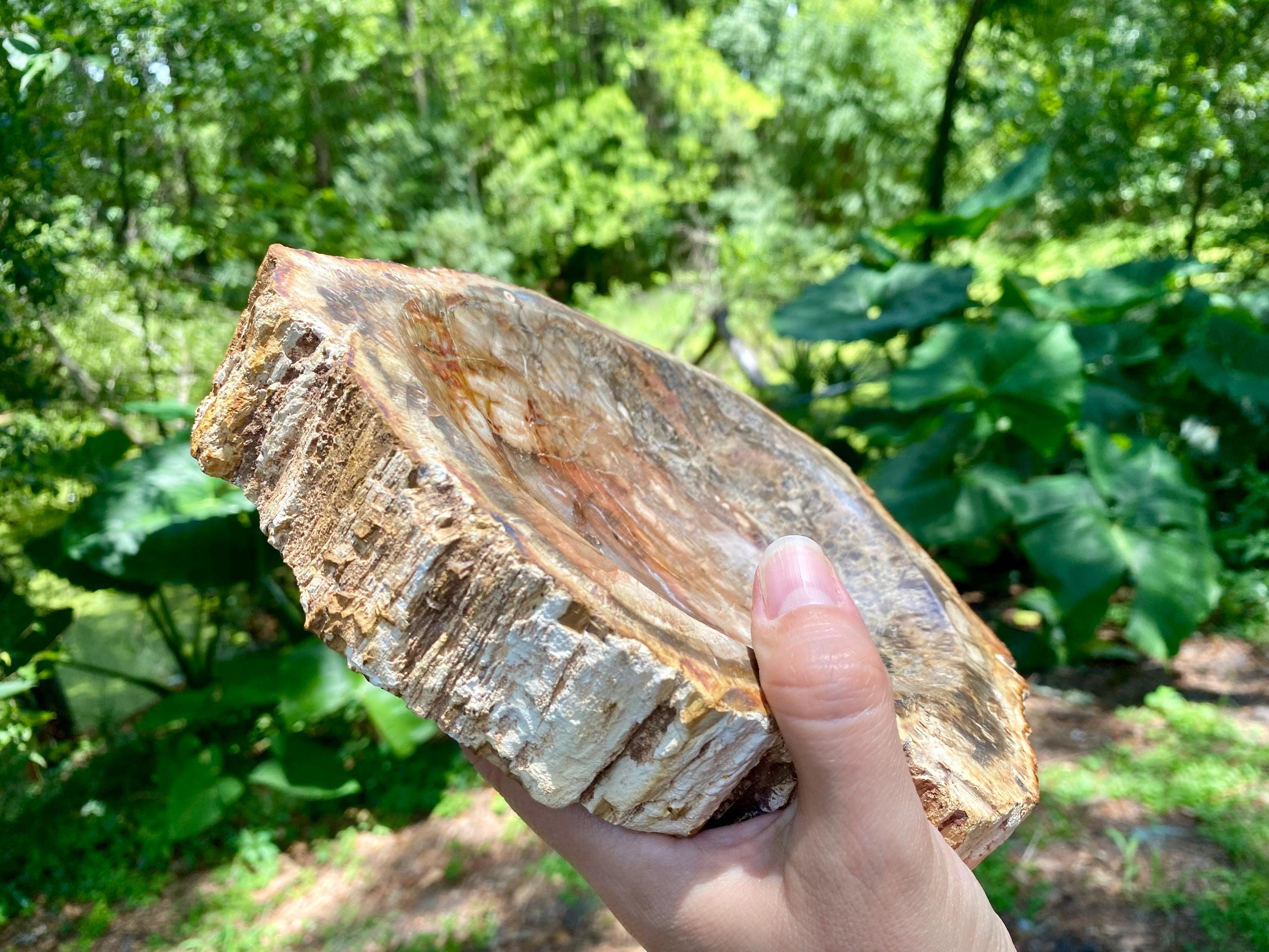 Petrified Wood Bowl: Fossil Stone Crystal Display, Rustic Home Decor