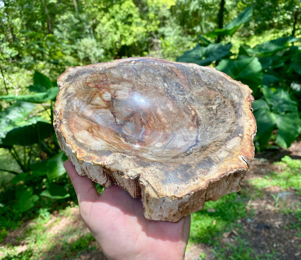 Petrified Wood Bowl: Fossil Stone Crystal Display, Rustic Home Decor